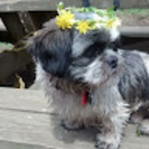 Meet your Posher, India